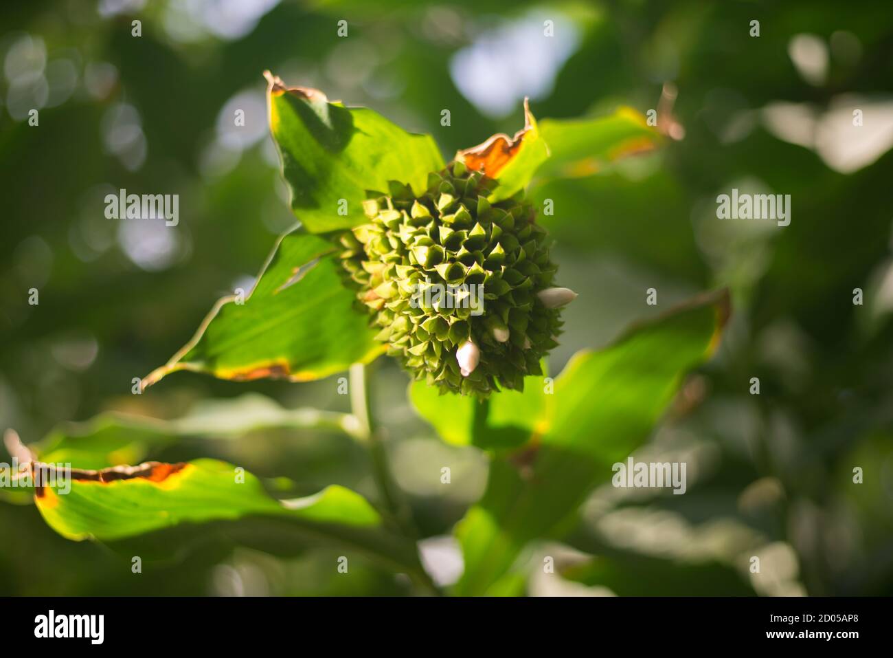 Dracaena Phrynioides Flower Cluster Stock Photo Alamy