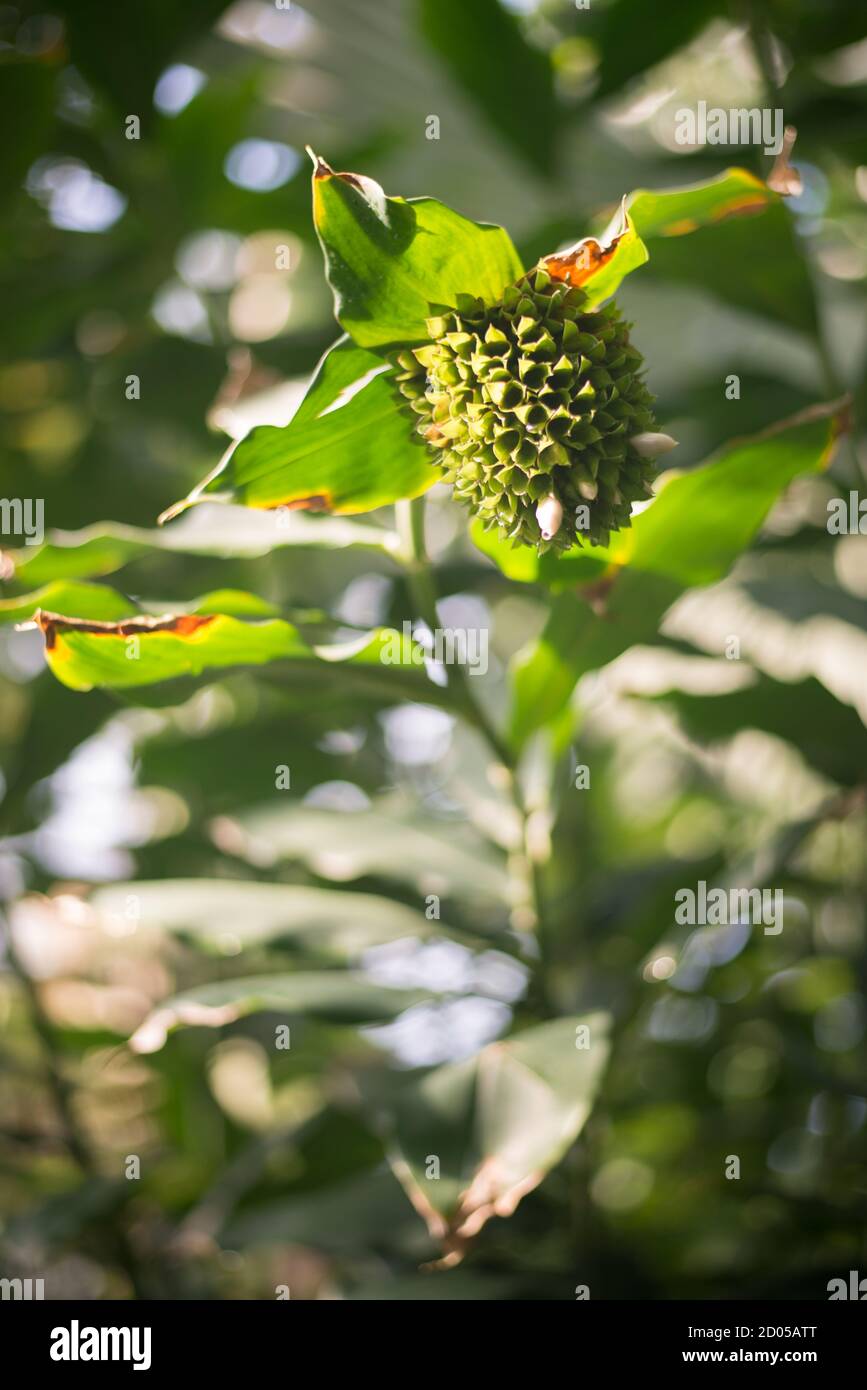 Dracaena Phrynioides Flower Cluster Stock Photo Alamy