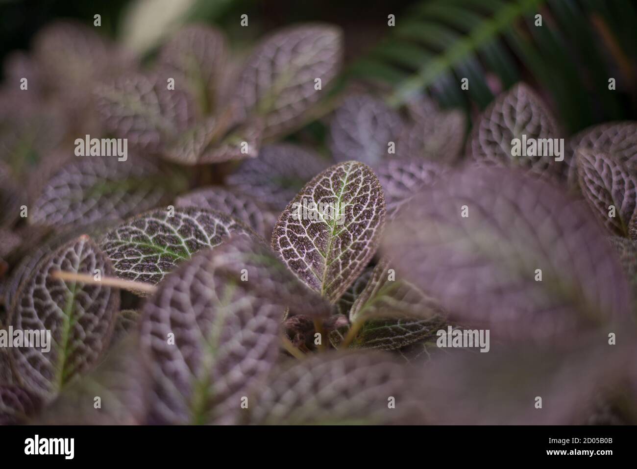 Episcia Plant African Violet Variegated Leaves Stock Photo