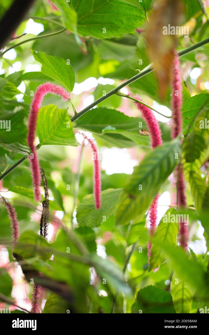 Acalypha Hispida Chenille Plant Cerise Pink Catkins Flowers Hanging Stock Photo