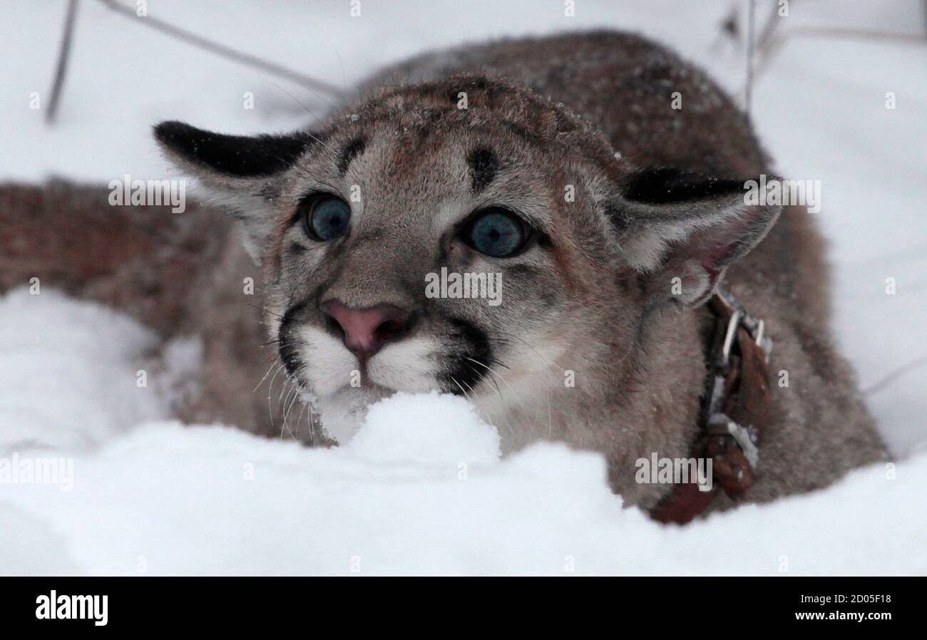 Ice, a 5-month-old North American Puma female cub, plays in the snow at the  Royev Ruchey zoo in a suburb of Russia's Siberian city of Krasnoyarsk  November 20, 2012. REUTERS/Ilya Naymushin (RUSSIA -