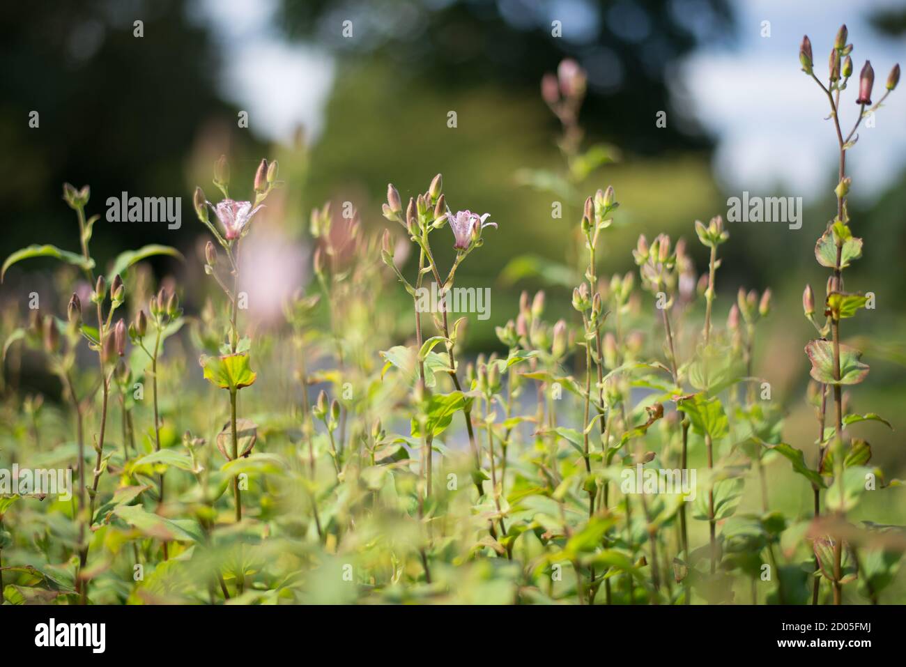 Japanese Toad Lily Orchid Tricyrtis Hirta Petite Small Fowers Stems Tall Speckled Purple White Flowers Flower with Green Nature Leaves Wild Stock Photo