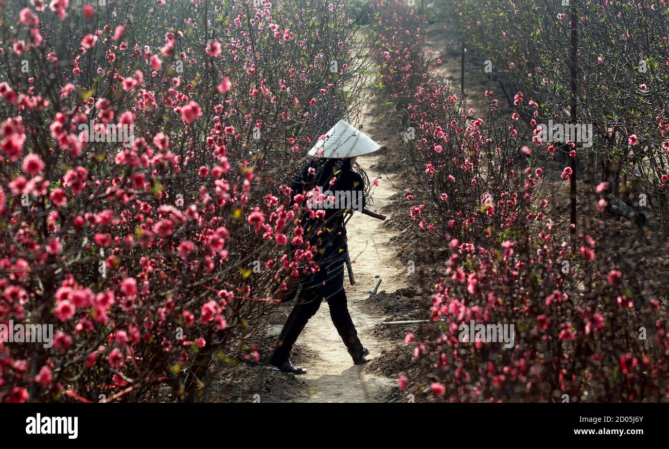 woman peach blossom