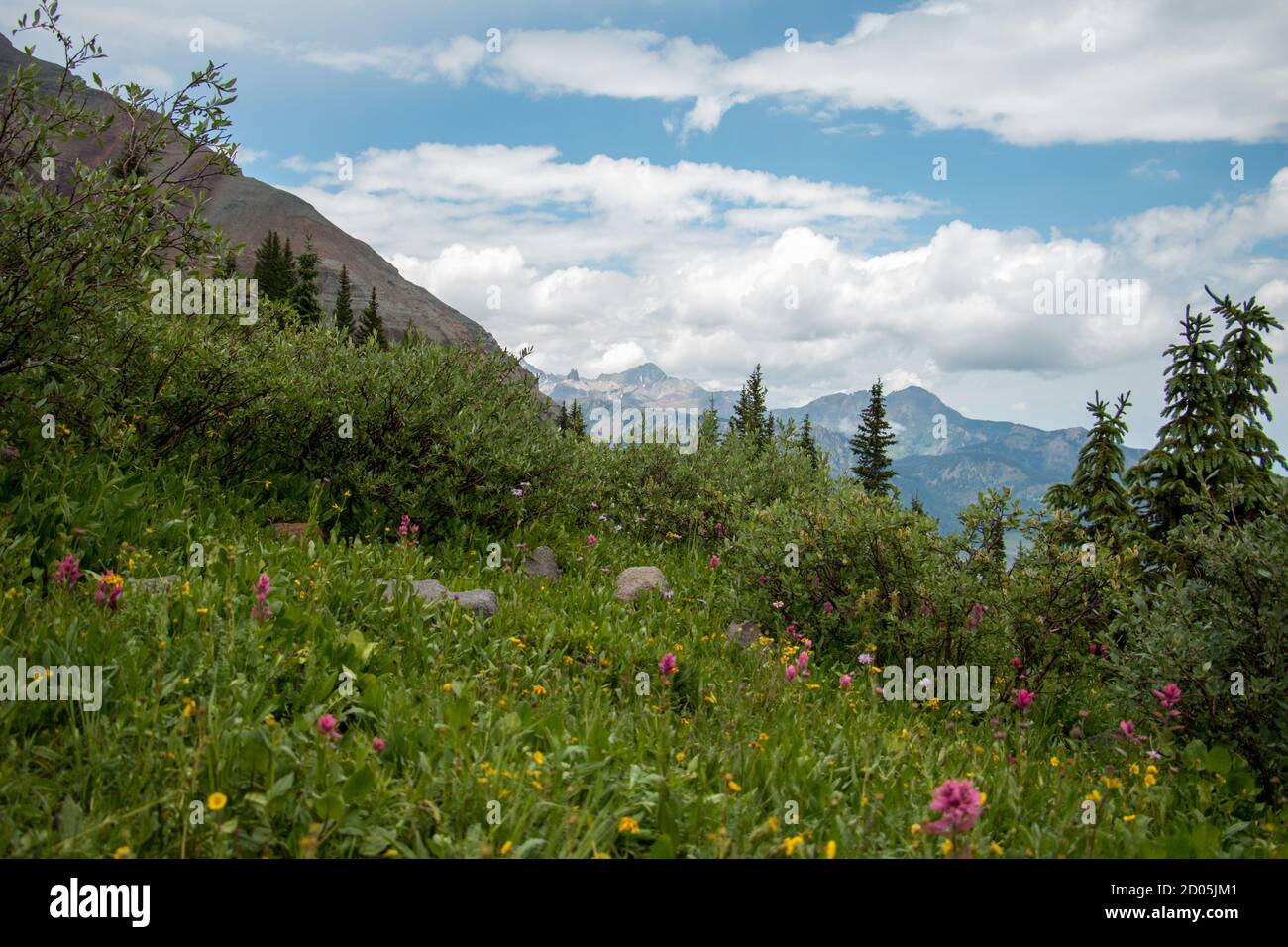 Beautiful wildflowers on a vibrant green hill in Colorado Stock Photo