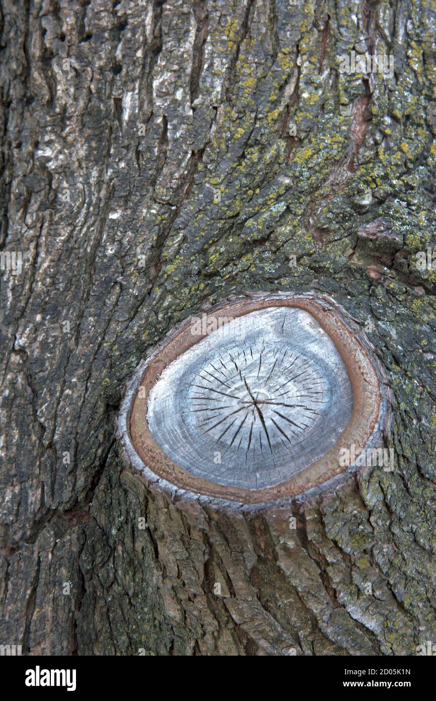 Tree with stump of a sawn limb. Stock Photo