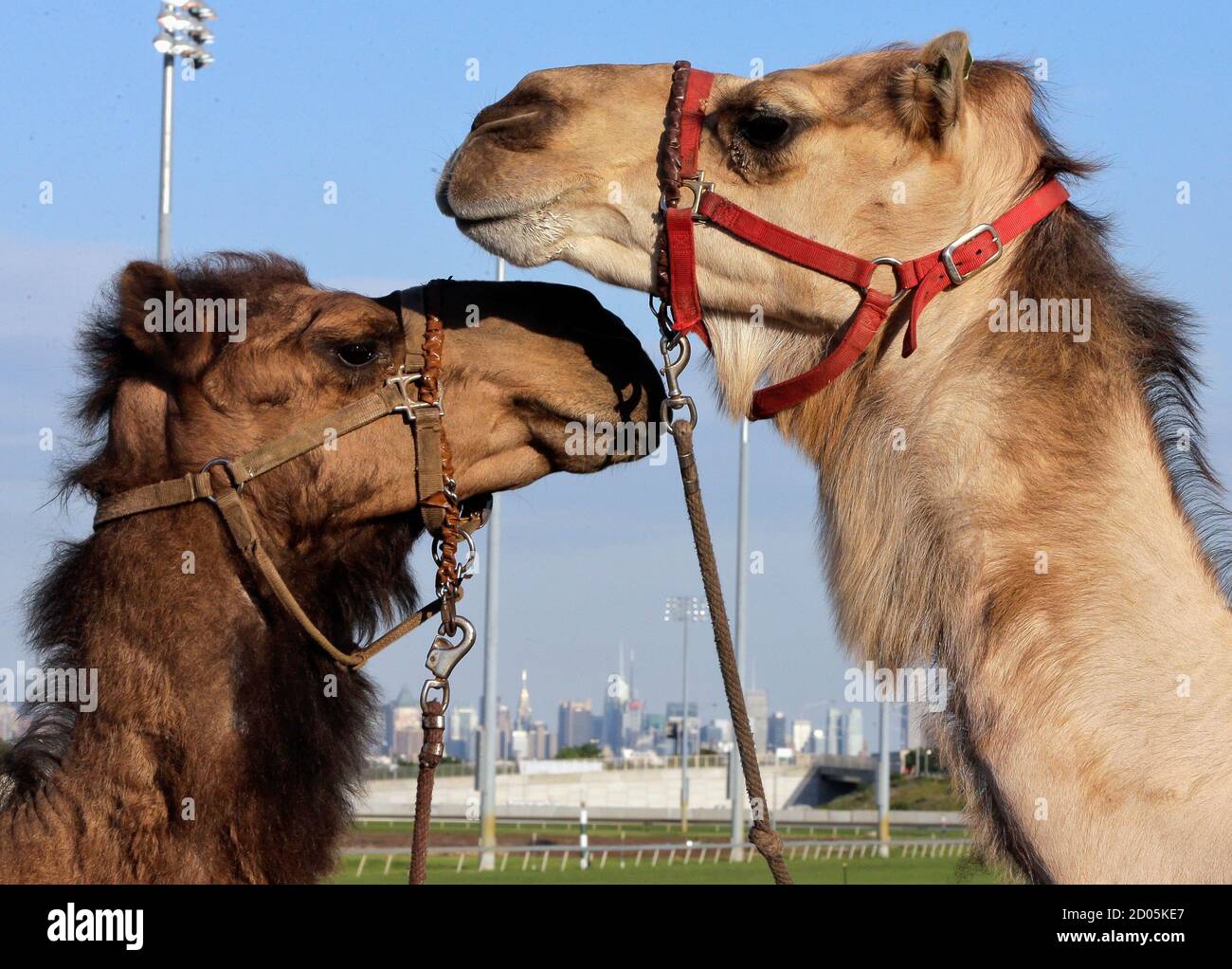 Two camels look at each other with the New York City skyline behind them,  as they are exercised before an exhibition race billed as "The Cameltonian"  at the Meadowlands Race Track in