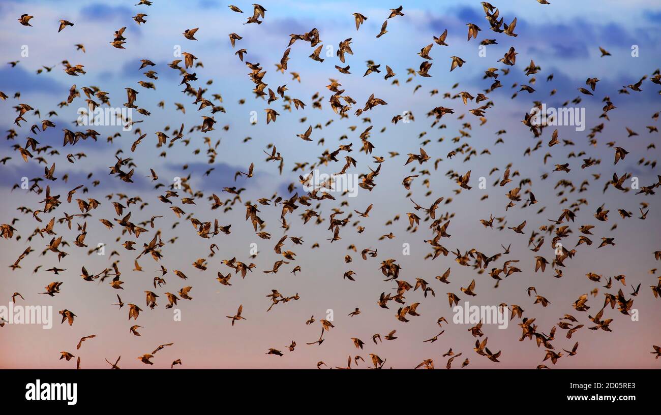 Flying birds. Blue sky background Stock Photo - Alamy