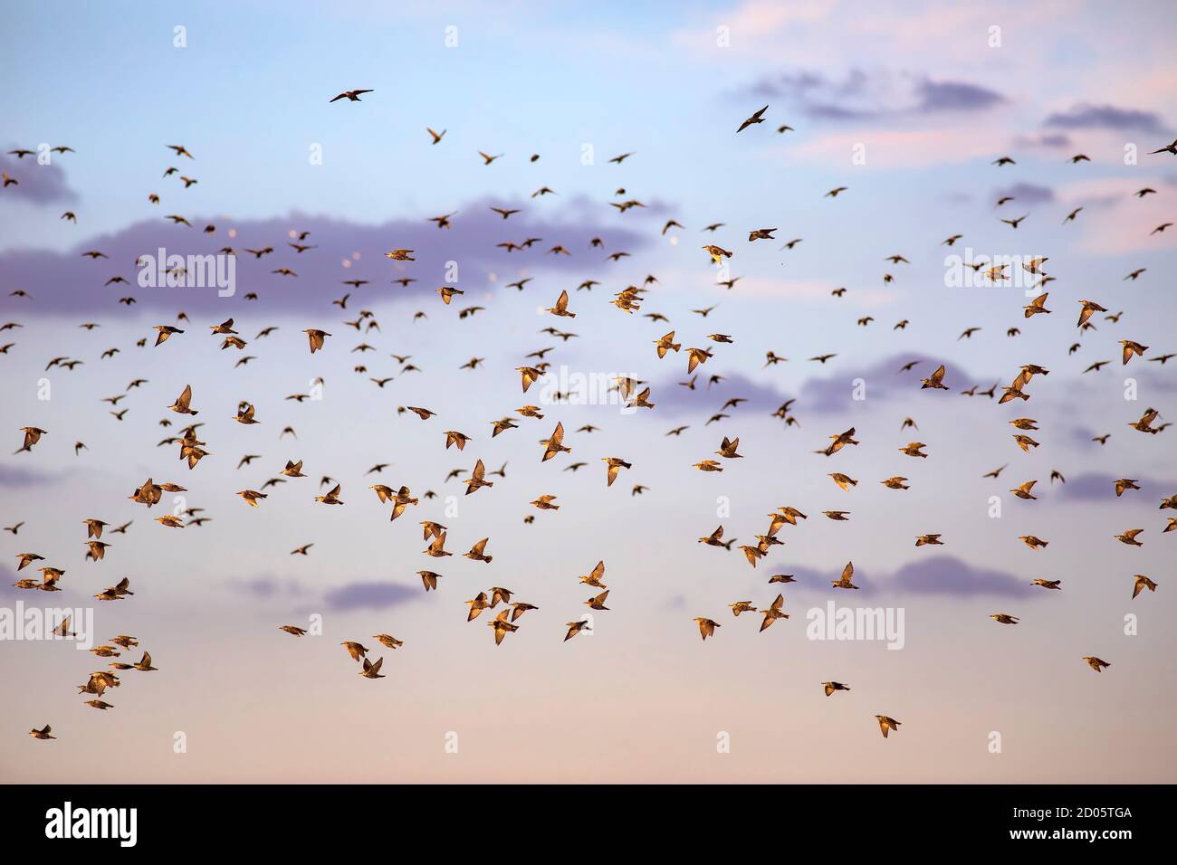 Flying birds. Blue sky background Stock Photo - Alamy
