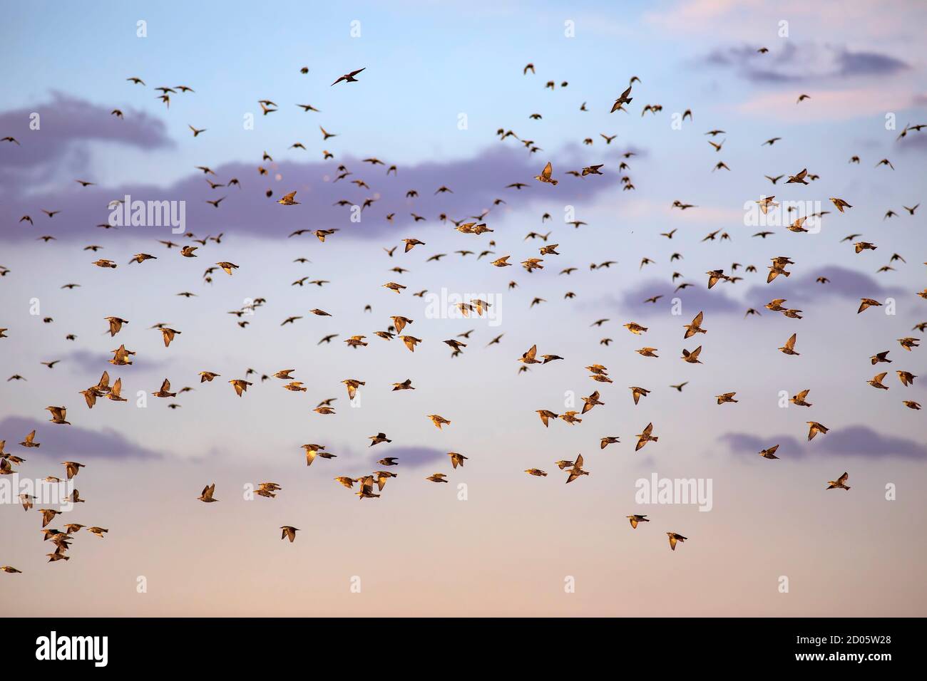 Flying birds. Blue sky background. Stock Photo