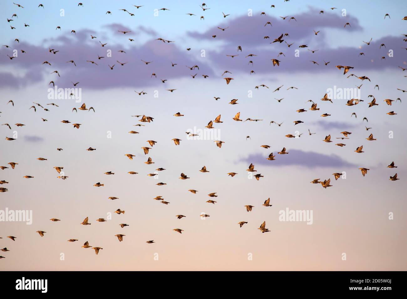 Flying birds. Blue sky background. Stock Photo
