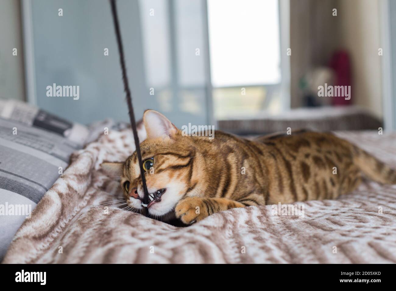 Closeup of a cute Bengal cat lying on a bed and playing with a rope ...