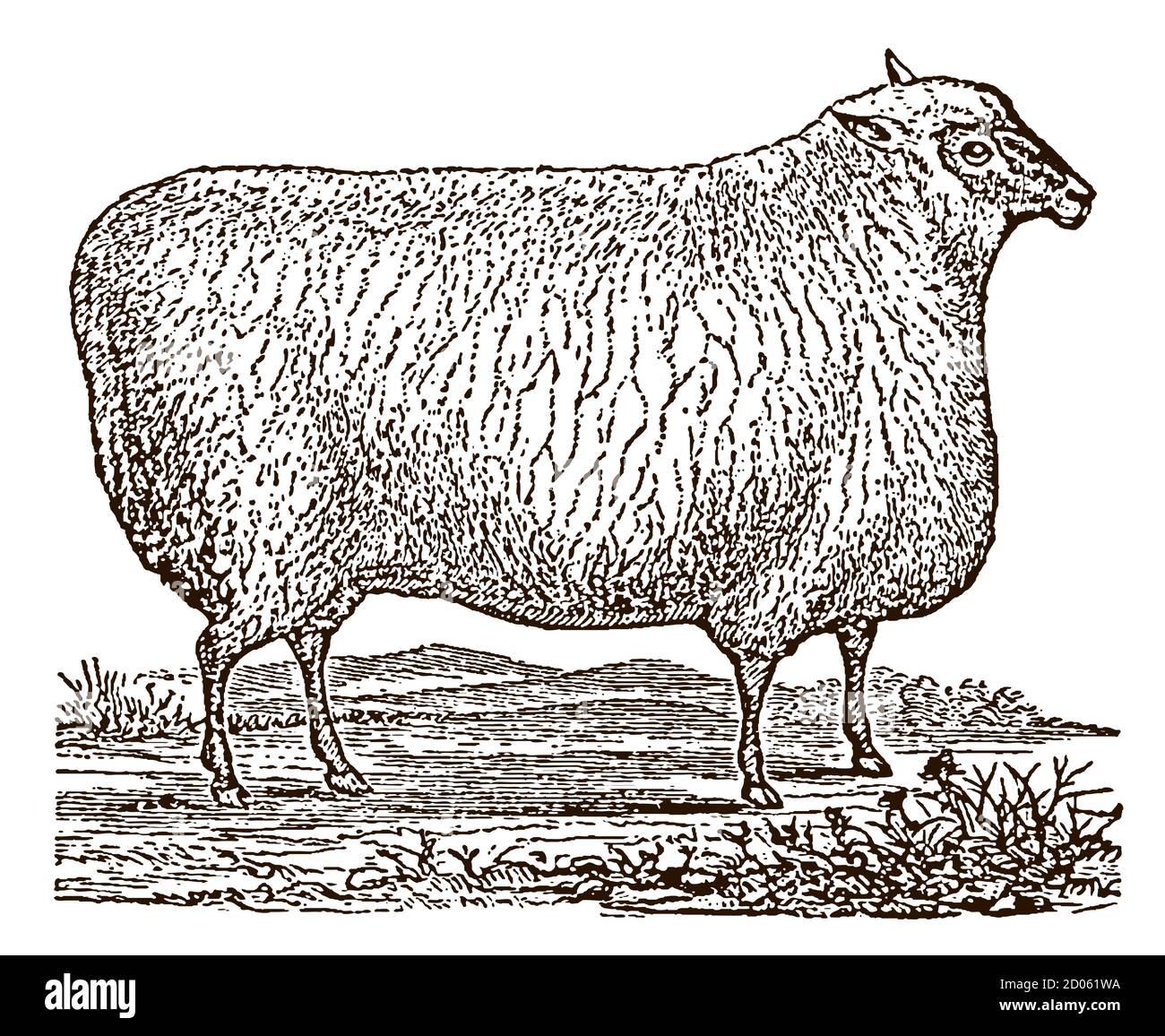 Sheep Side View Drawing