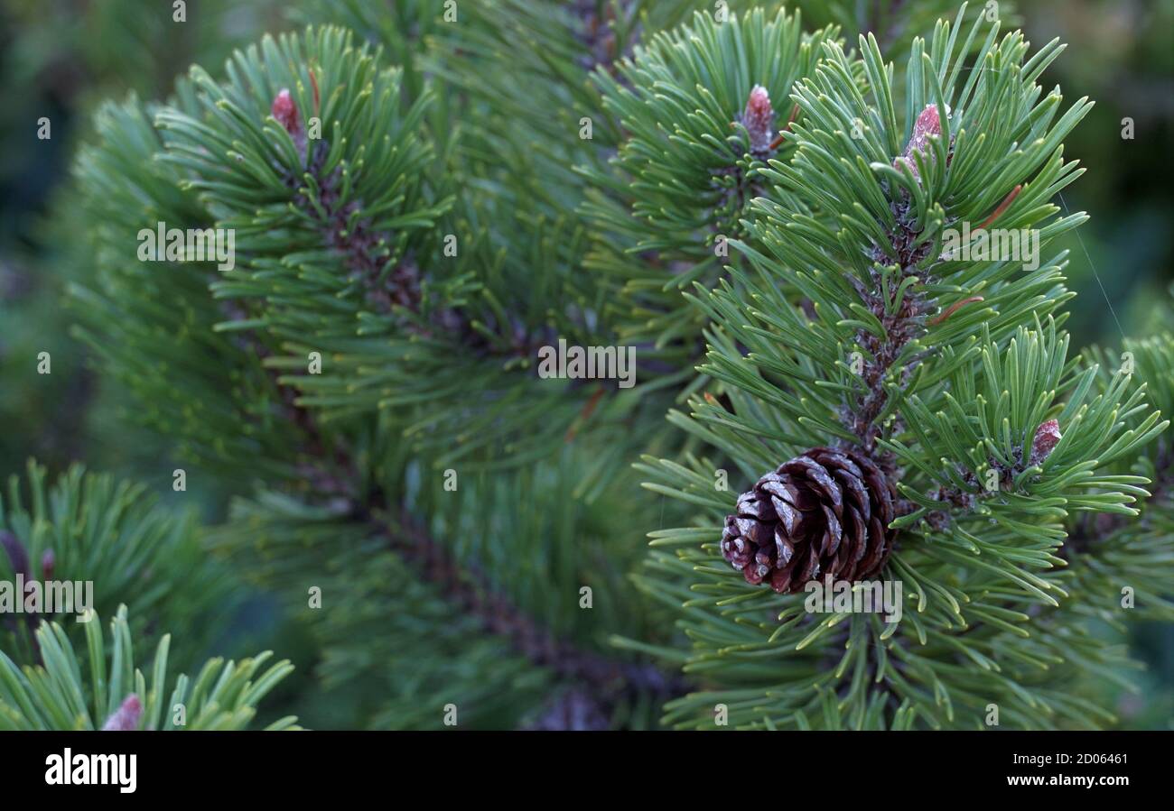 Pine tree branch  close up with fresh green needles and a small pinecone. A symbol for coming winter season and Christmas or Xmas. Stock Photo