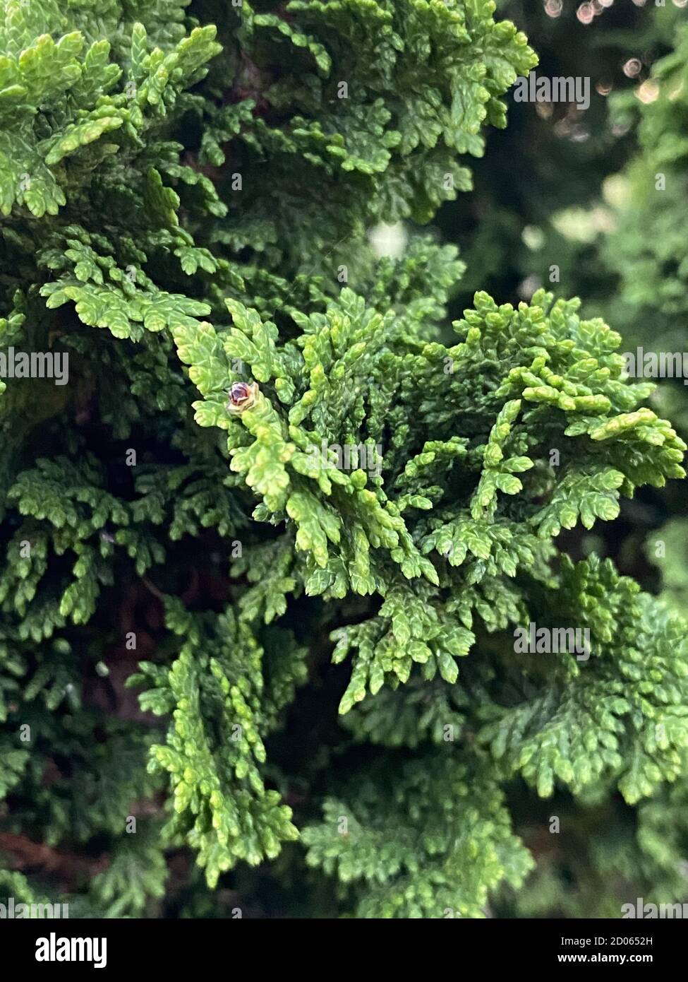 Vertical closeup shot of False cypress leaves Stock Photo