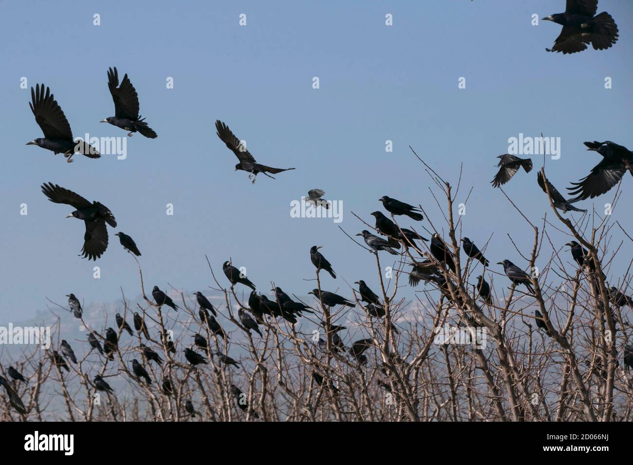 Crows stand on trees near Israel's border with Lebanon January 20, 2015. REUTERS/Baz Ratner (ISRAEL - Tags: ANIMALS ENVIRONMENT) Stock Photo