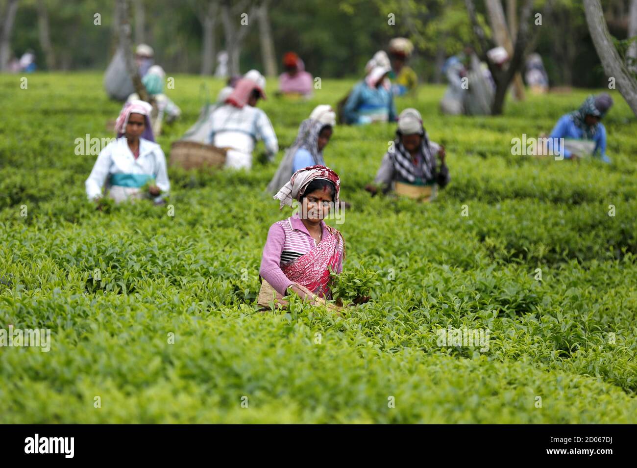 Tea cutting process hires stock photography and images Alamy