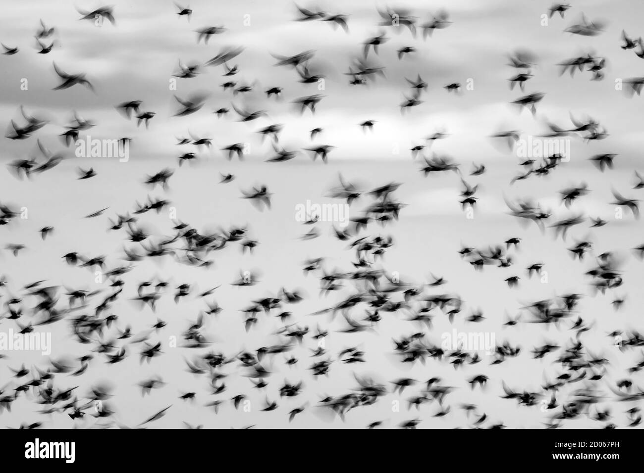 Flying birds. Abstract nature background. Motion blur background Stock