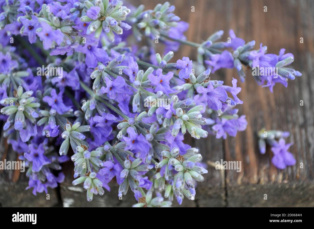 Purple fragrant lavender flowers close-up, selective focus Stock Photo