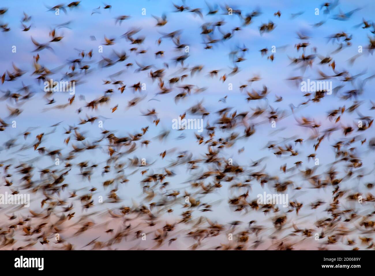 Flying birds. Abstract nature background. Motion blur background. Stock Photo