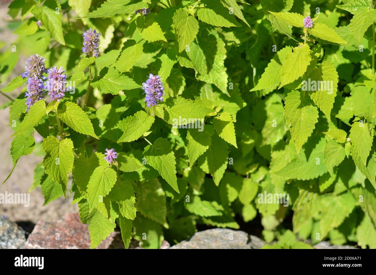 Agastache foeniculum or Anise hyssop - species of perennial aromatic plant in the mint family growing outdoors in the garden, medicinal herb. Stock Photo