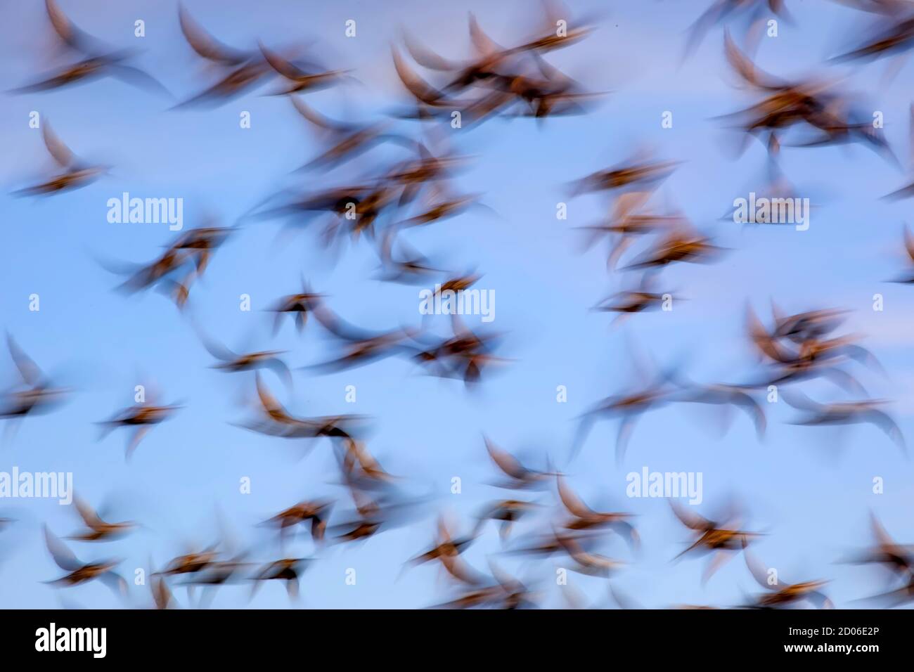 Flying birds. Abstract nature background. Motion blur background. Stock Photo
