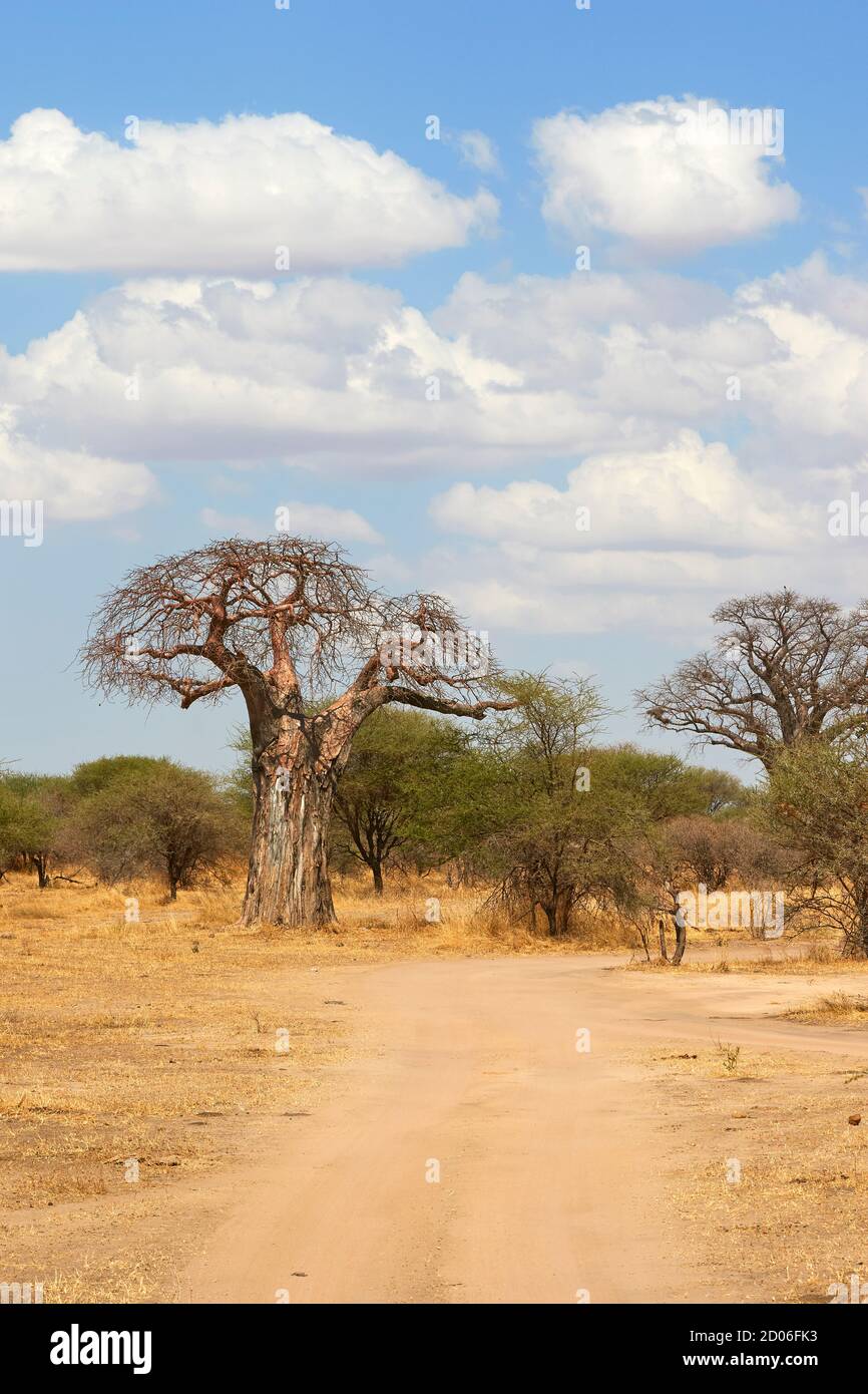 Baobab trees landscape in the Serengeti National Park, Tanzania, Africa. Stock Photo