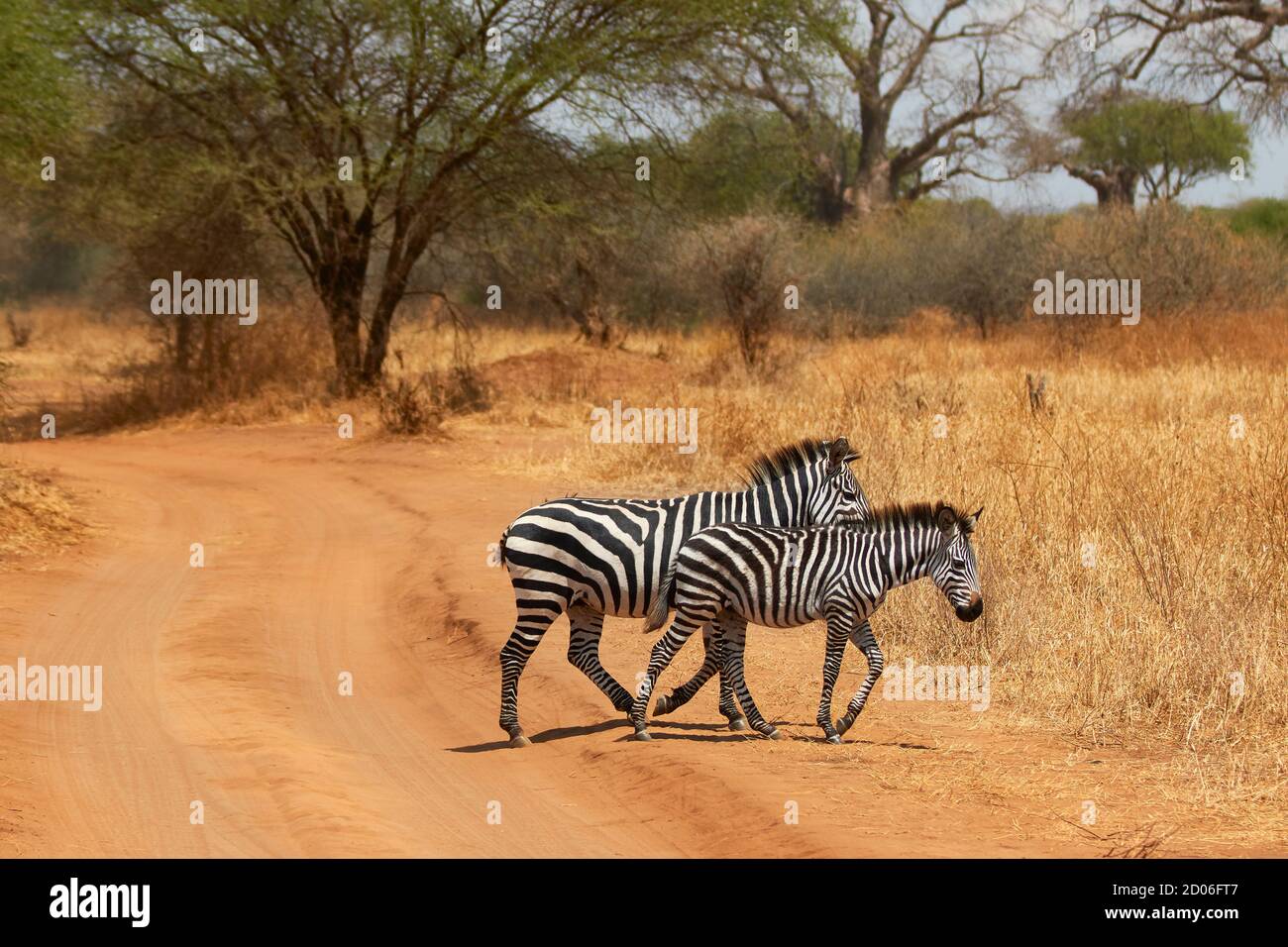 Two zebra's cross a dirty red road inside the Serengeti National Park, Tanzania, Africa. Stock Photo