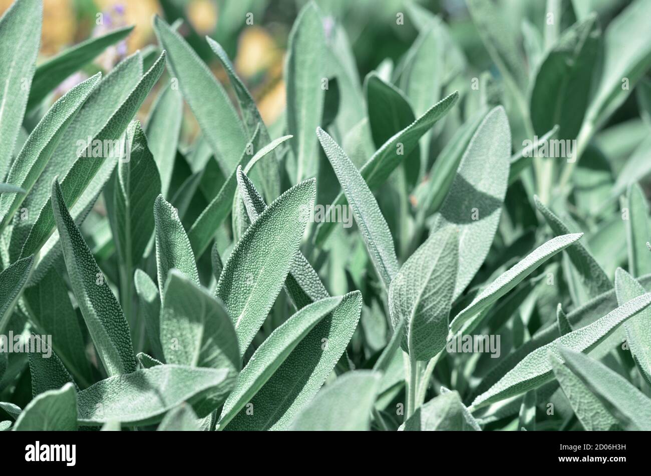Salvia officinalis or common sage - perennial subshrub, that has elongated grey green leaves used in medicinal and culinary. Close-up, selective focus Stock Photo
