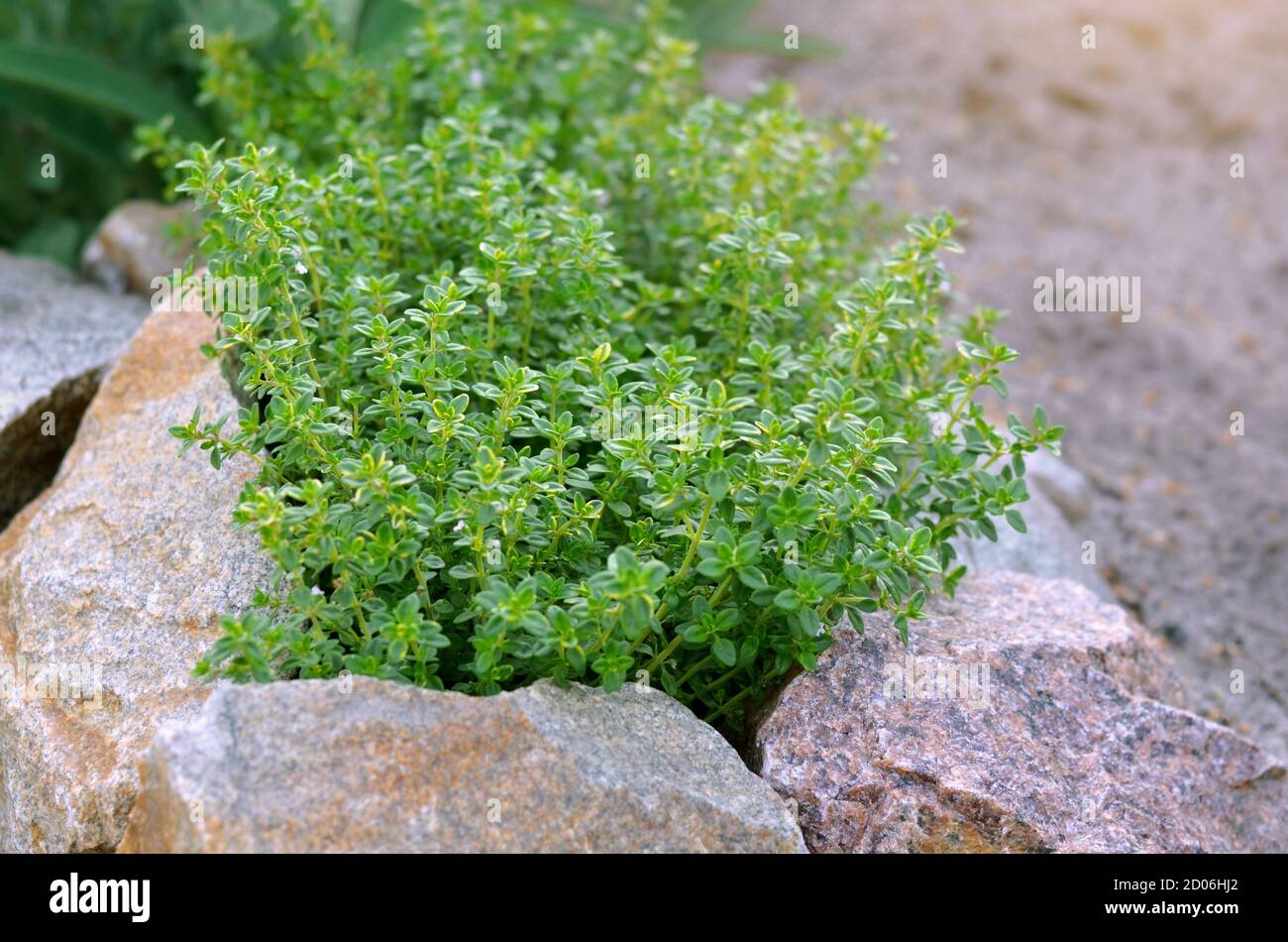 Lemon Thyme Ground Cover