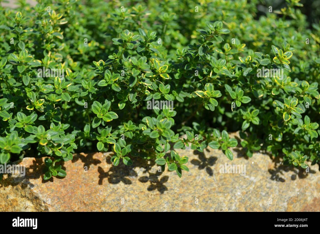 Lemon thyme or the citrus thyme - fragrant perennial herb with aroma to that of lemon. A macro image of fresh green thyme growing outdoors. Stock Photo