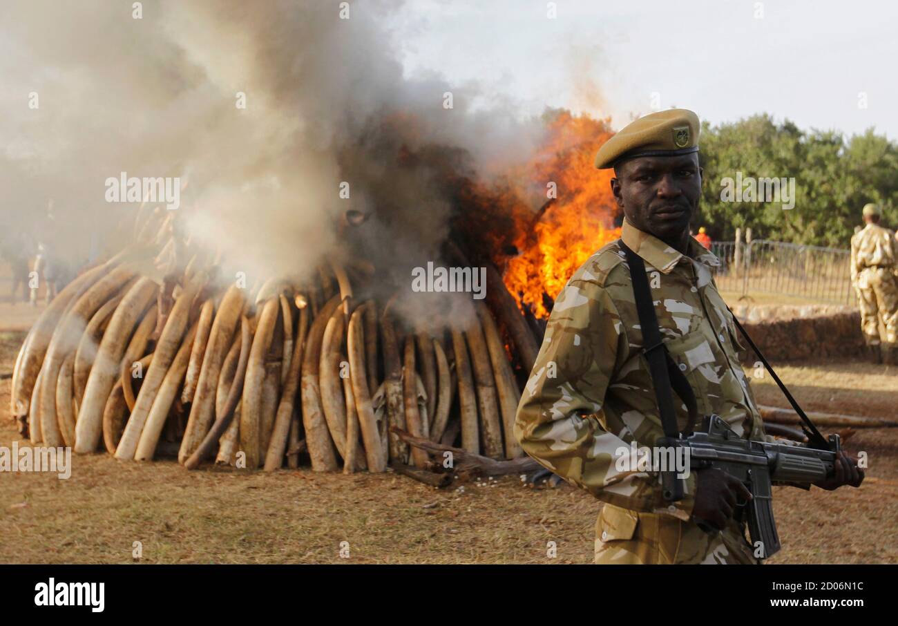 A Kenya Wildlife Service ranger stands guard as 15 tonnes of ivory confiscated from smugglers and poachers is burnt to mark World Wildlife Day at the Nairobi National Park March 3, 2015. The United Nations on December 20, 2013, declared 3rd March World Wildlife Day as a celebration of wild fauna and flora and to raise awareness of illegal trade. The 2015 theme for World Wildlife Day is 'Wildlife Crime is serious; let's get serious about wildlife crime'. REUTERS/Thomas Mukoya (KENYA - Tags: SOCIETY ANNIVERSARY ENVIRONMENT POLITICS CRIME LAW ANIMALS) Stock Photo