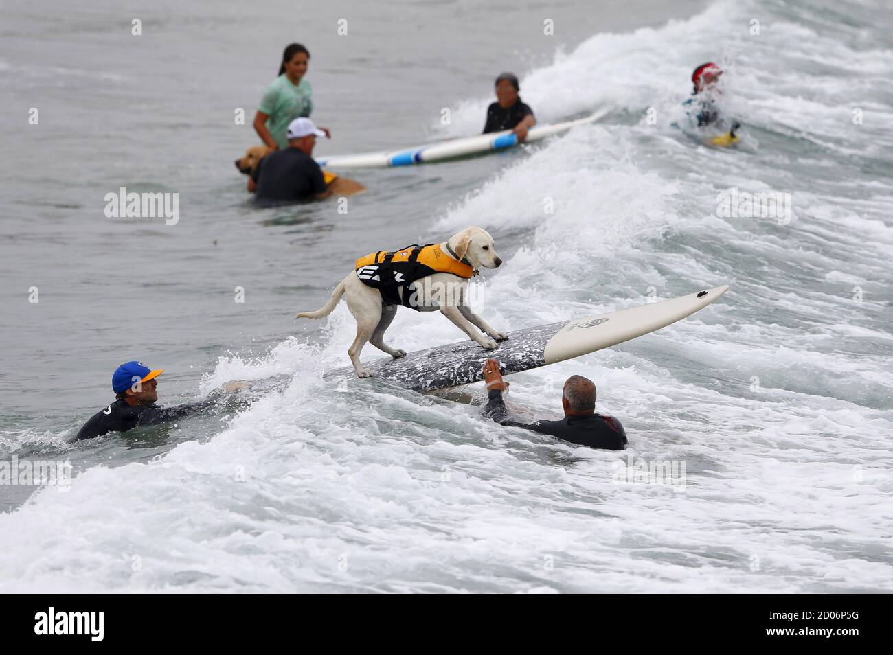 Large dogs compete in the 10th annual Petco Unleashed surfing dog contest at Imperial Beach, California August 1, 2015. Proceeds raised at the event go to benefit the San Diego Humane Society.        REUTERS/Mike Blake Stock Photo