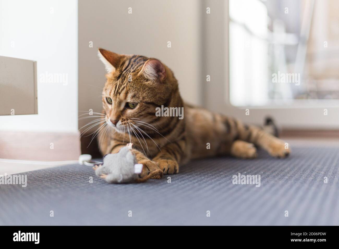 Closeup of a domestic Bengal cat lying on the floor with its toy on it ...