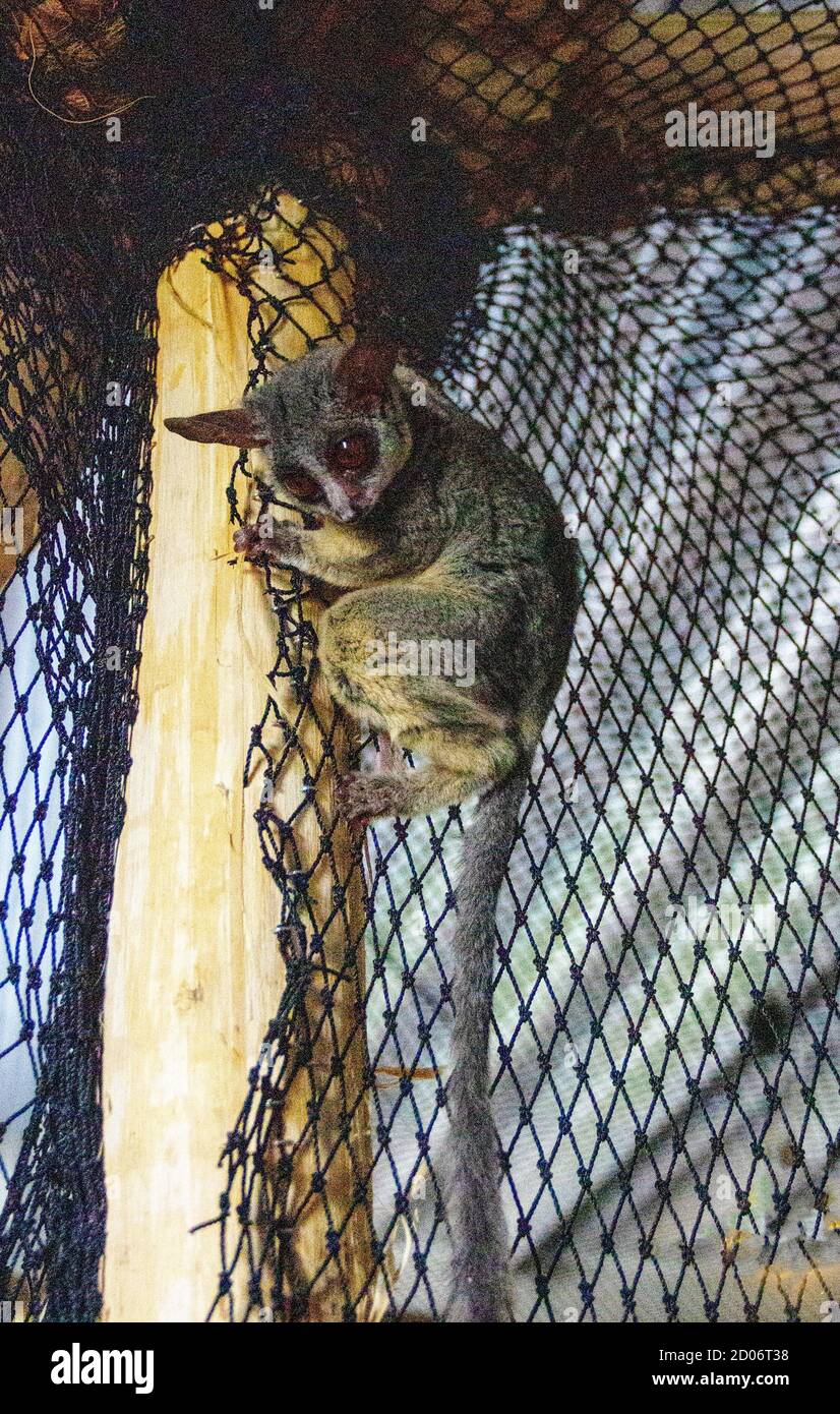 Galagos, also called bush babies or nagapies, climbing on a climbing net Stock Photo