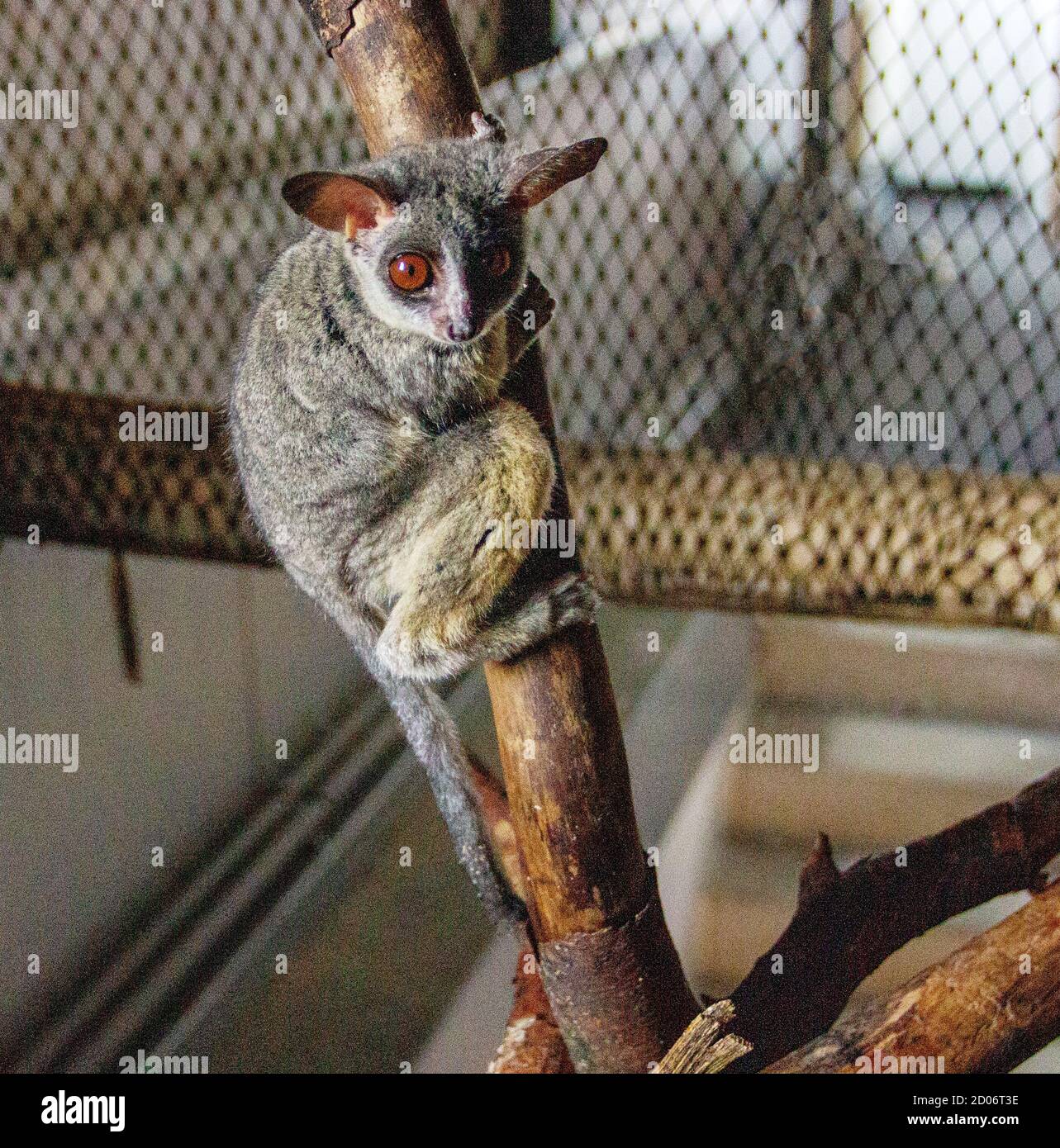 Galagos climbing on a branch, also known as bush babies or nagapies Stock Photo