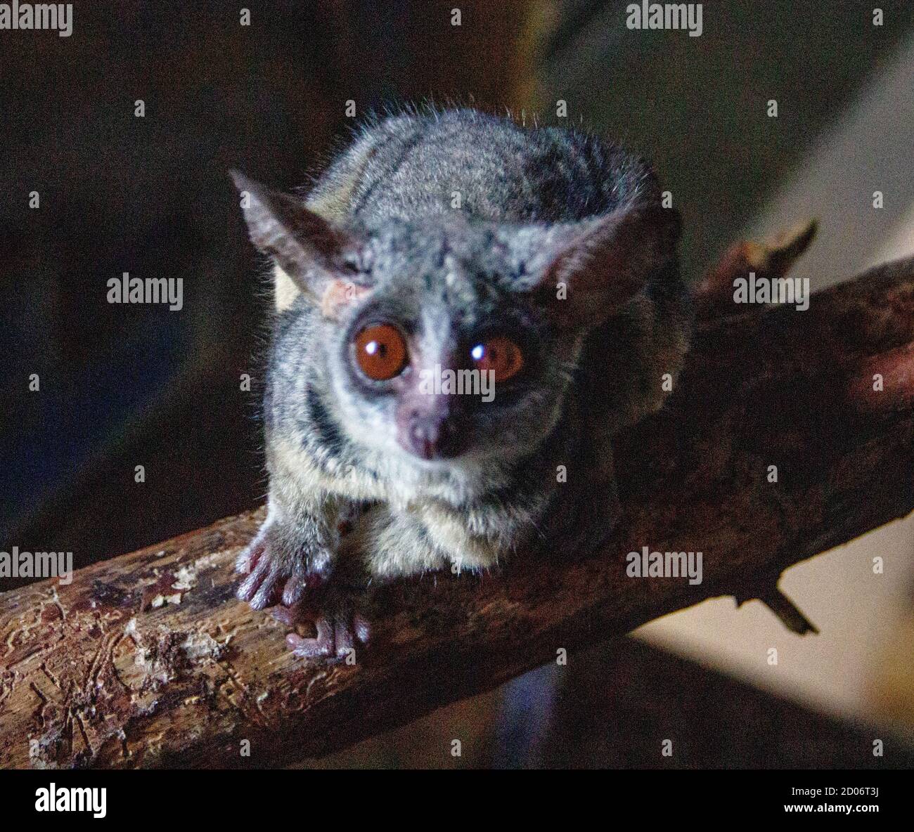 Front view from a Galagos, also known as bush babies or nagapies Stock Photo