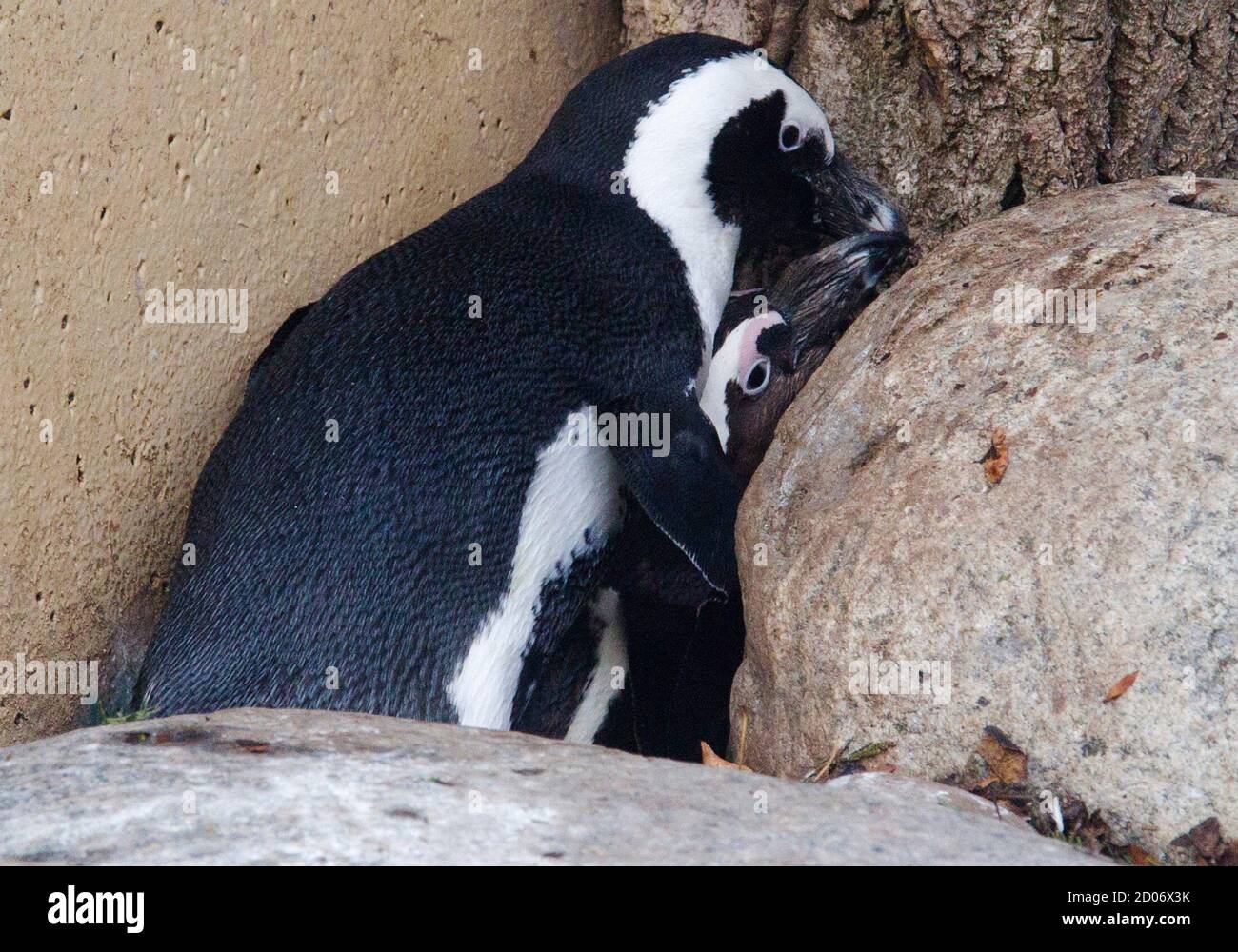 Animal behaviour, two hi-res stock photography and images - Page 10 - Alamy Animal behaviour, two hi-res stock photography and images - Page 10 - Alamy