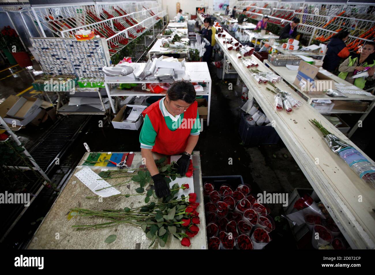 Workers prepare roses for export before Valentine's Day at Elite Flowers in Facatativa February 6, 2013. Valentine's Day is marked on February 14, with many people giving loved ones flowers as a token of their affection. But a troubled global economy has some growers in Colombia worried about this year's crop. REUTERS/John Vizcaino  (COLOMBIA - Tags: BUSINESS ENVIRONMENT) Stock Photo