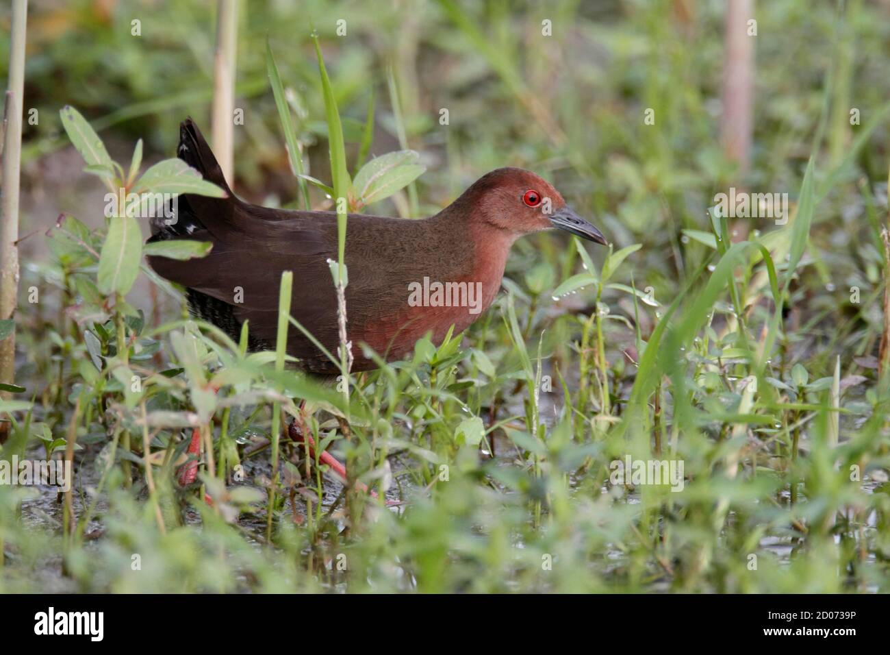 Ruddy-breasted Crake (Porzana fusca) Long Valley, N.T. Hong Kong 24th ...