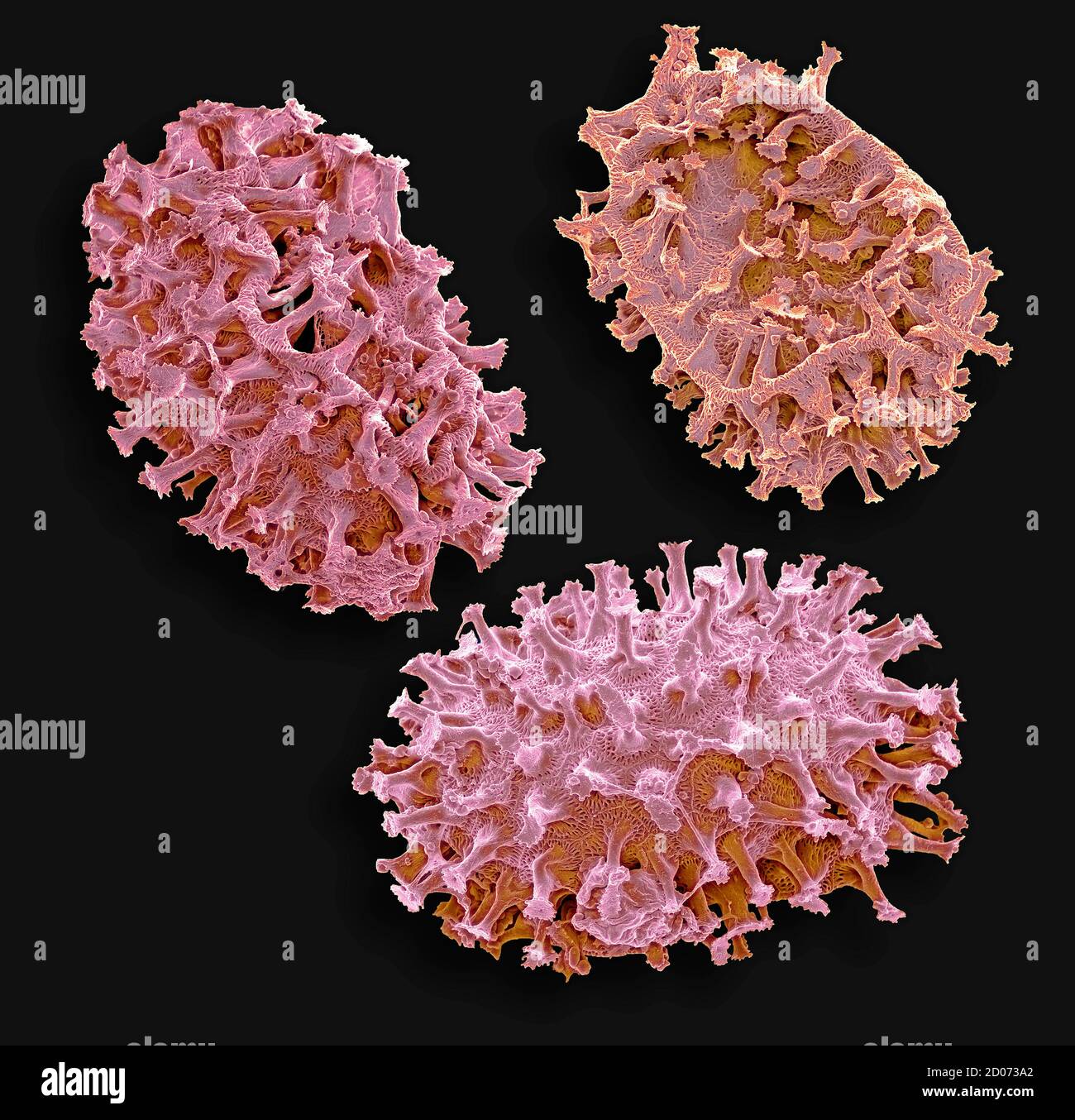 Gastrotrich eggs. Coloured scanning electron micrograph (SEM) of a Chaetonotus sp. gastrotrich eggs. Gastrotrichs are microscopic, worm-like animals f Stock Photo