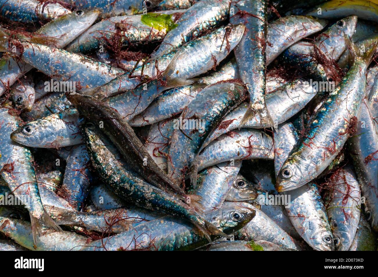 Fresh caught sardines through traditional fishing Stock Photo Alamy