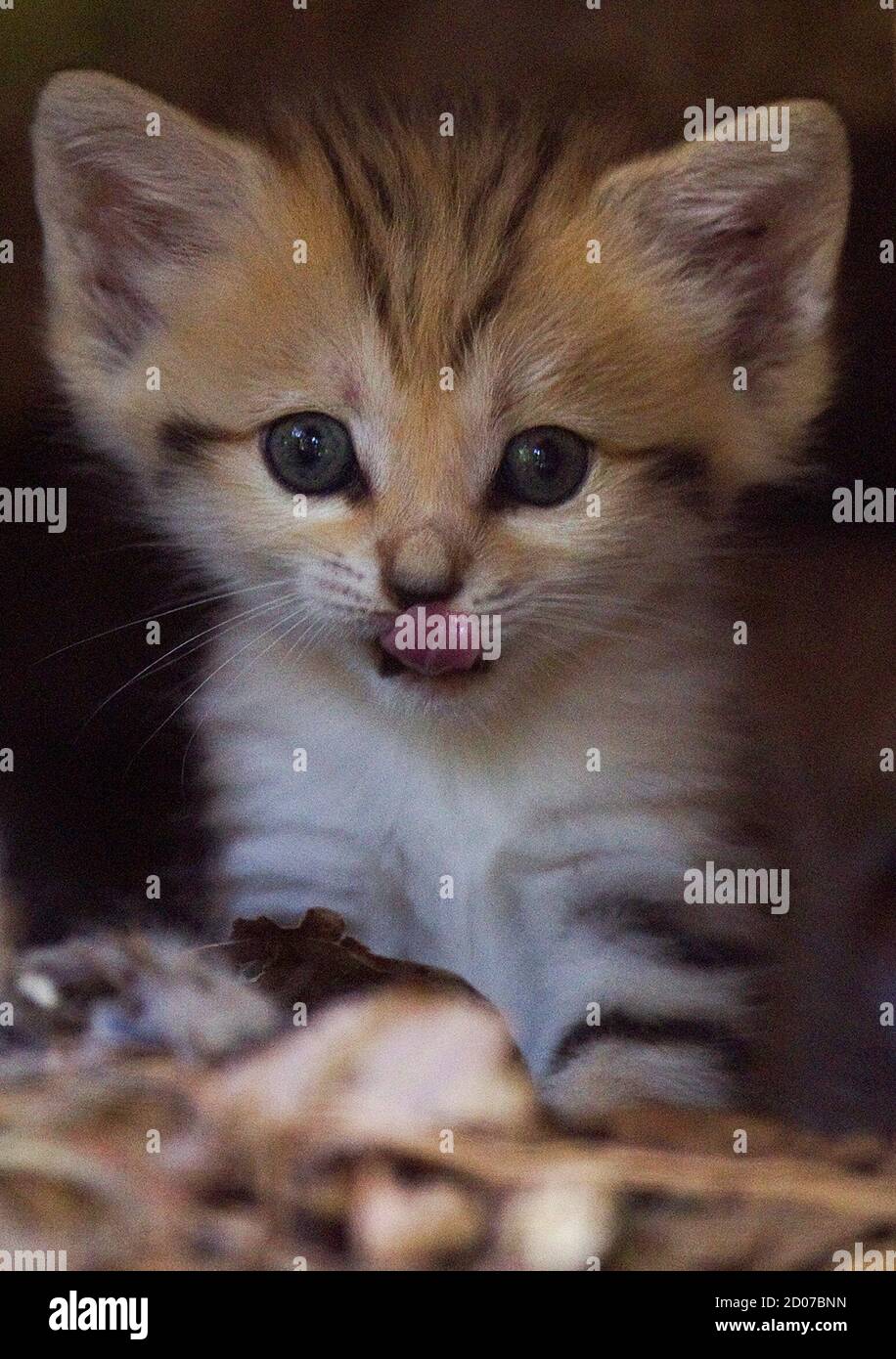 Renana, a 3-week-old sand kitten, is seen at her enclosure in the Ramat Gan Safari near Tel Aviv August 8, 2011. The kitten is the first of the sand cat species, considered extinct in Israel, to be born at the safari park, an open-air zoo, a statement from the safari said. REUTERS/Nir Elias (ISRAEL - Tags: ANIMALS ENVIRONMENT IMAGES OF THE DAY) Stock Photo