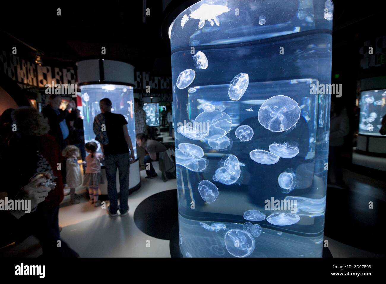 Visitors look at Moon Jellies during 'The Jellies Experience' exhibition at the Monterey Bay Aquarium in Monterey, California, March 30, 2012. The new $3.5 million exhibition features 16 jellyfish species from around the world in a collection of live and interactive displays, according to Monterey Bay Aquarium officials. REUTERS/Richard Green (UNITED STATES - Tags: ANIMALS ENVIRONMENT SCIENCE TECHNOLOGY) Stock Photo