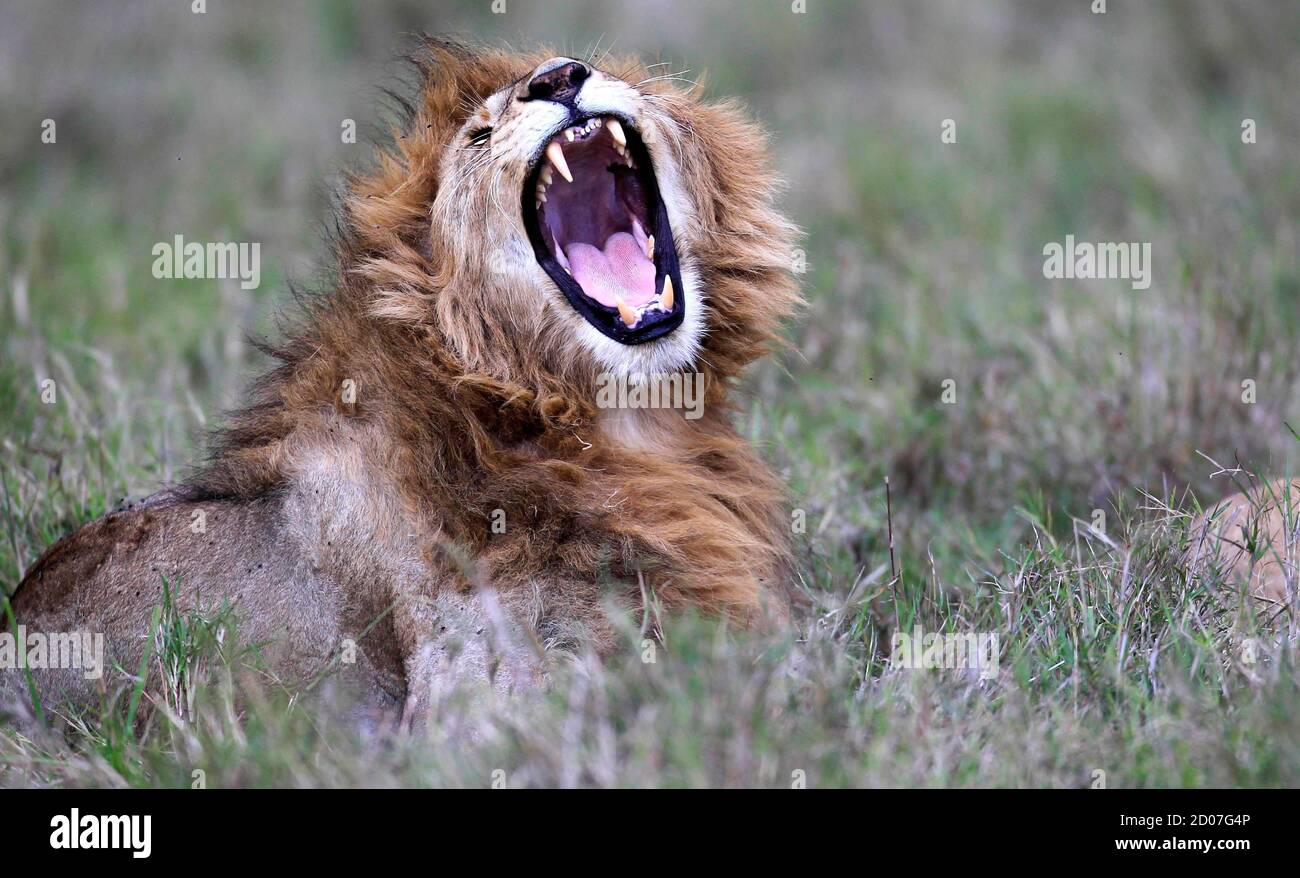A lions yawns at the Maasai Mara game reserve, about 300km southwest of Kenya's capital Nairobi, October 30, 2012. REUTERS/Thomas Mukoya (KENYA - Tags: SOCIETY ANIMALS) Stock Photo