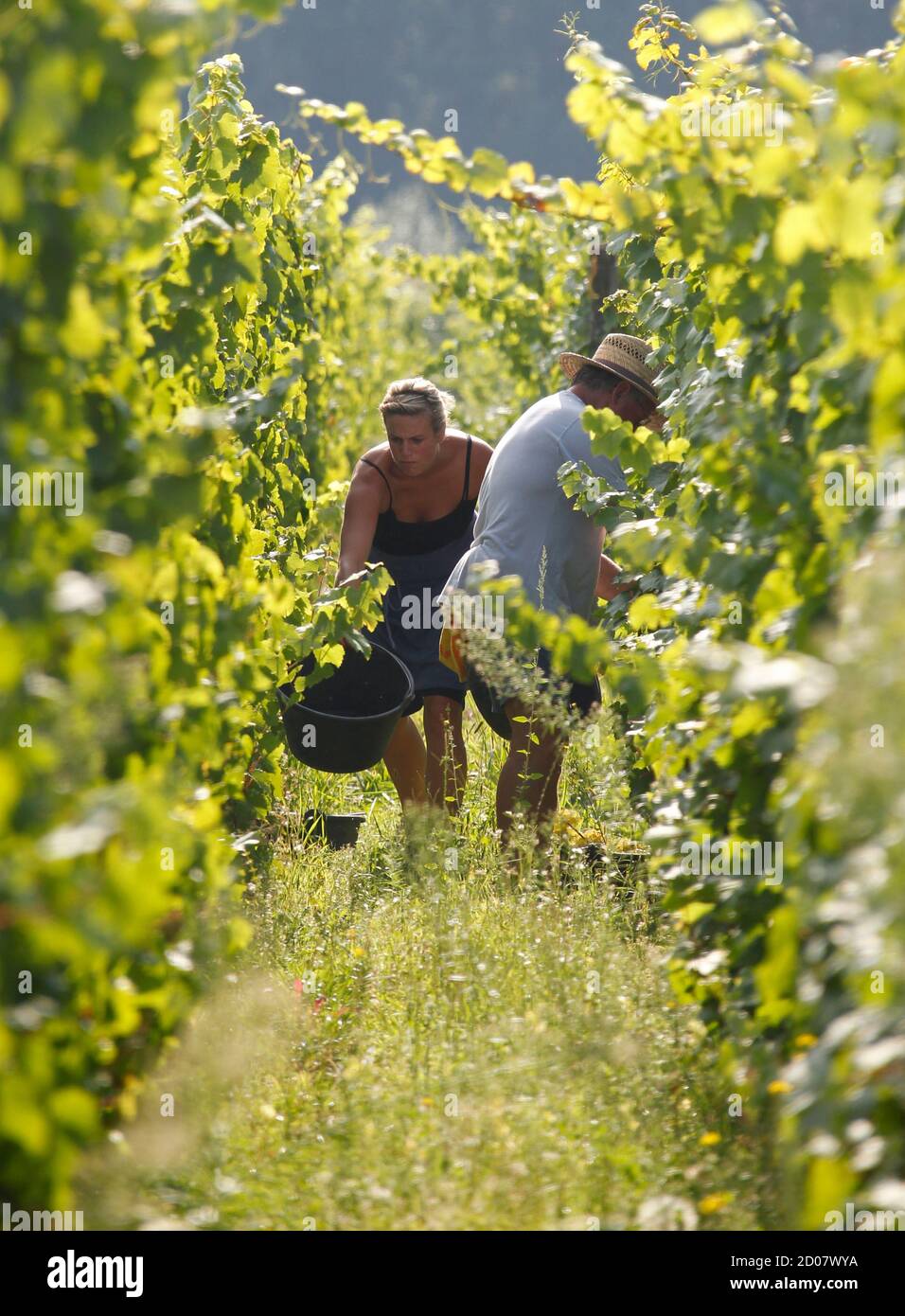 Cremant Sparkling Wine High Resolution Stock Photography And Images Alamy Cremant Sparkling Wine High Resolution Stock Photography And Images Alamy