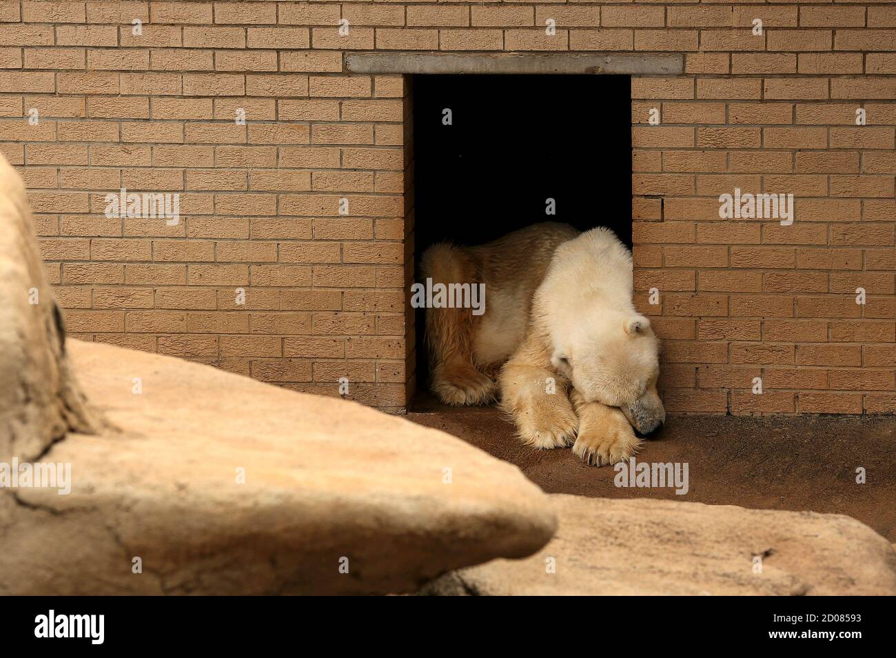 Wang, the only polar bear in Africa, reacts as he mourns the death of his companion, Geebee, for the past two weeks at the Johannesburg Zoo, January 31, 2014. The 30-year-old Geebee was found dead in the pool of her Johannesburg Zoo enclosure after a heart attack this month. The two had been partners since they arrived at the South African zoo in 1985, barely a year old.  REUTERS/Siphiwe Sibeko (SOUTH AFRICA - Tags: SOCIETY) Stock Photo