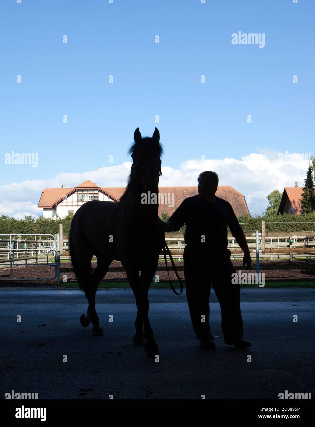 An employee brings a horse back to his box at the Swiss National Stud in  Avenches August 31, 2010. The Avenches Swiss National Stud Farm's goal are  to improve horse breeding and