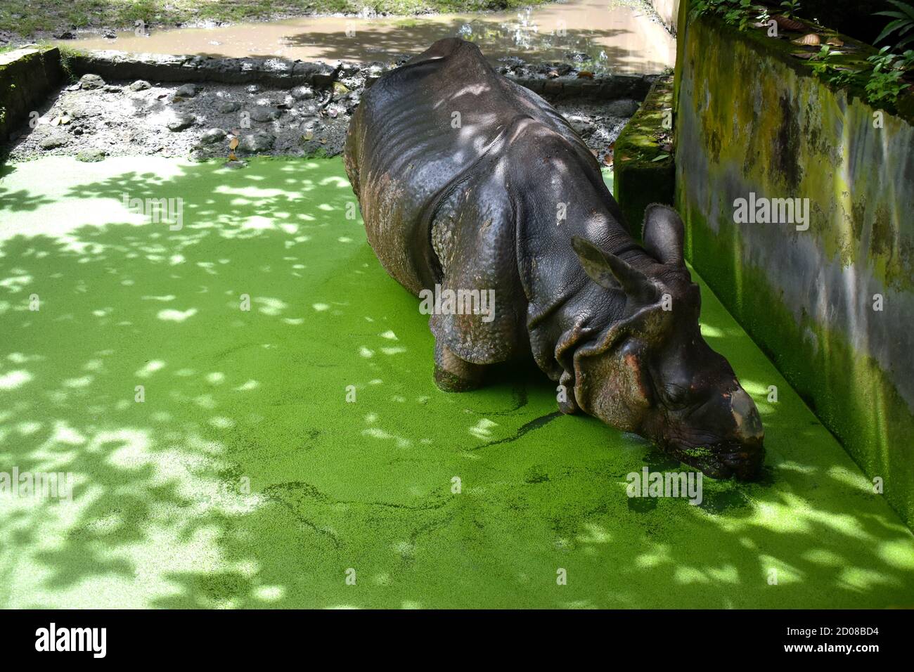 Kolkata zoo hi-res stock photography and images - Page 2 - Alamy
