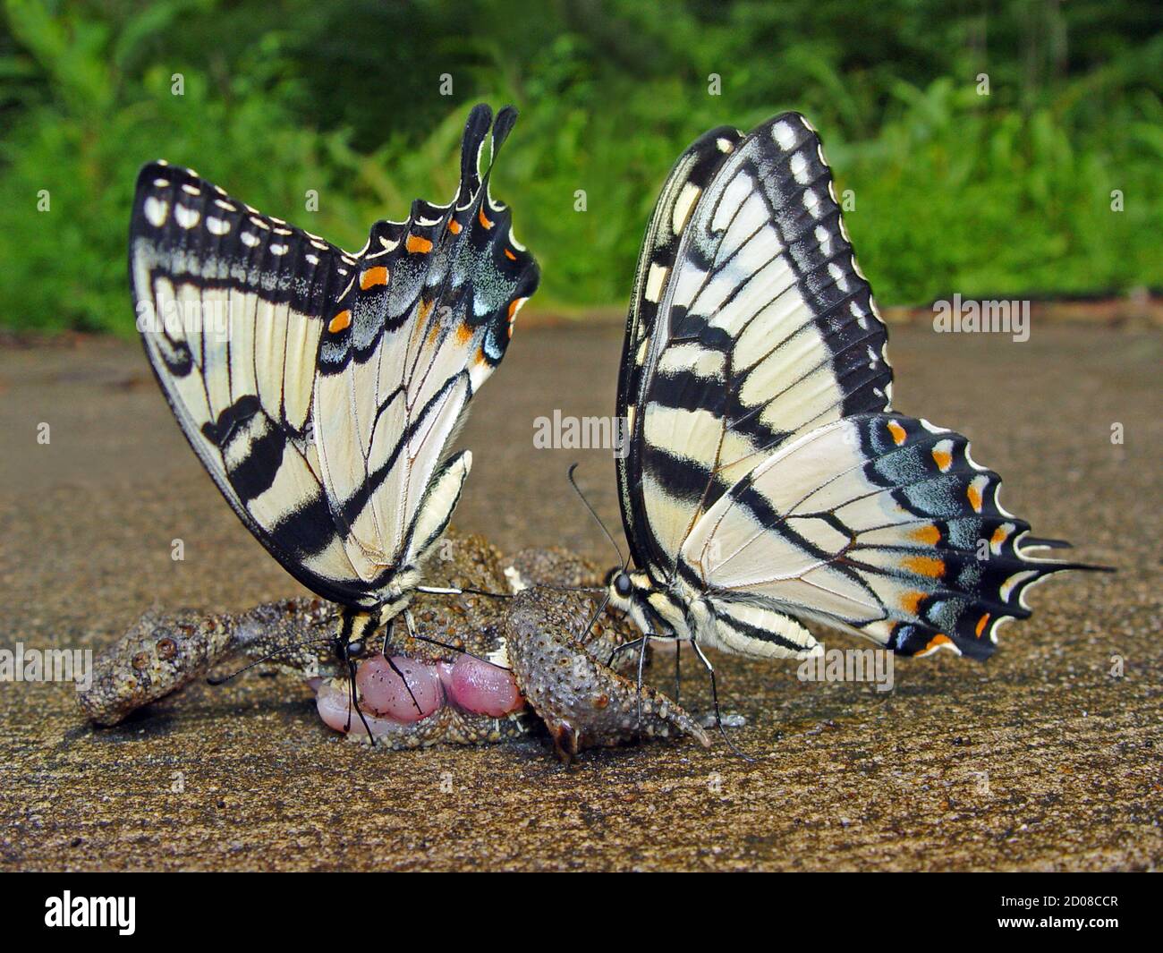 Two butterflies feasting on a squished frog Stock Photo Alamy