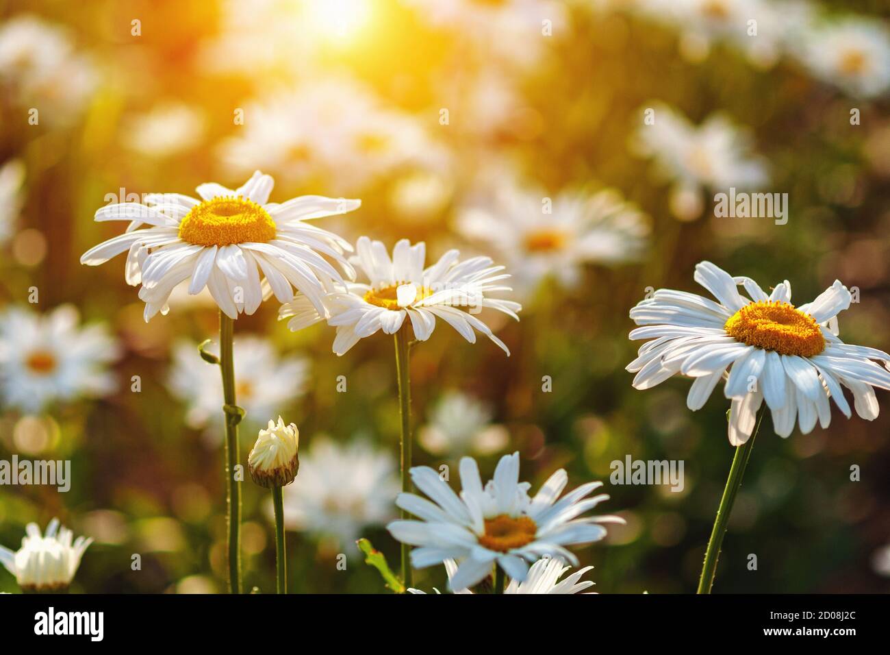 Daisies field in sunset light (Leucanthemum maximum, max chrysanthemum) Stock Photo
